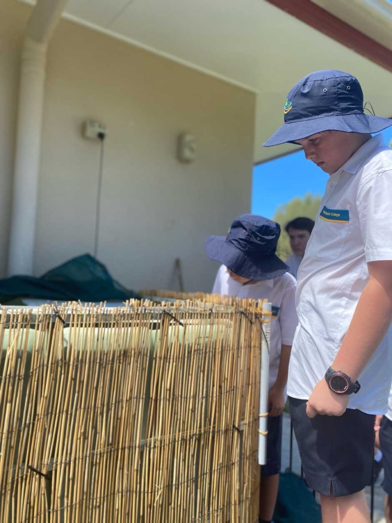 Fletcher (5C) examining the baby fish (Silver Perch) in the aquaponic system